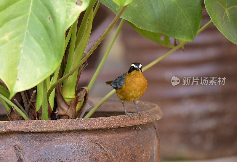 White-browed Robin-Chat